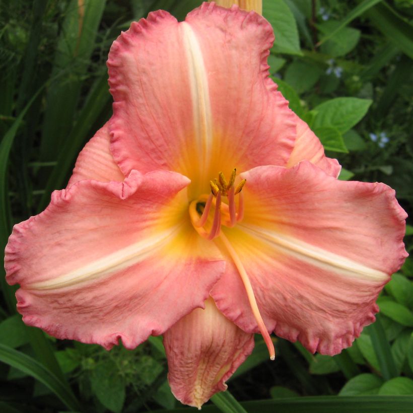 Hemerocallis Botticeli - Taglilie (Blüte)
