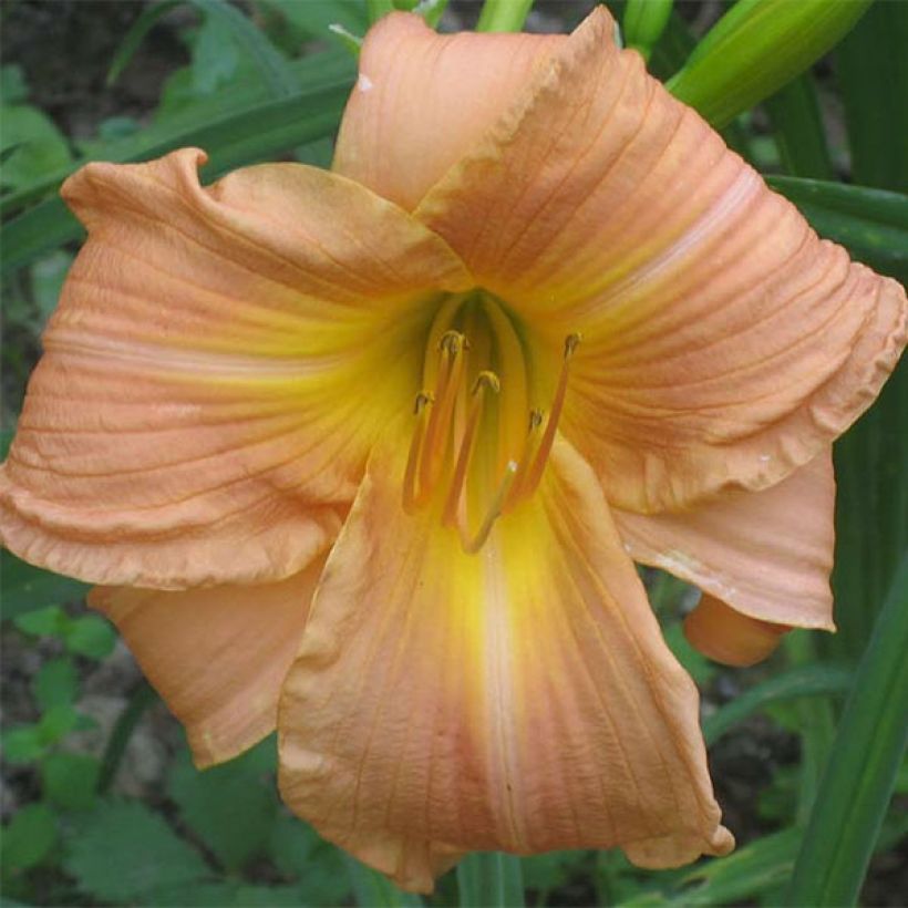 Hemerocallis Bright Memories - Taglilie (Blüte)