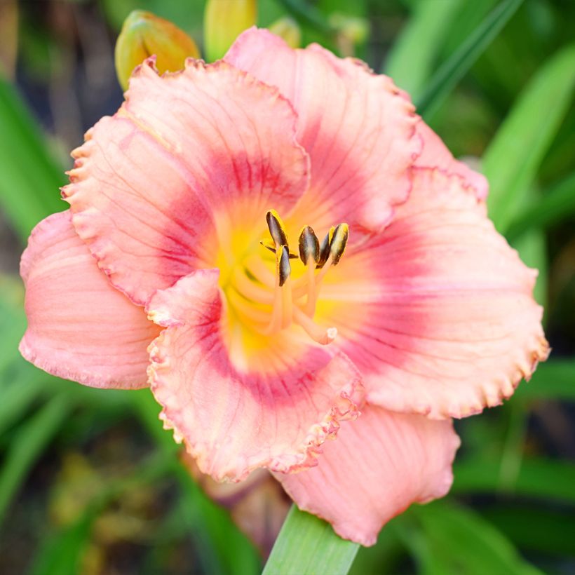 Hemerocallis Broadway Dreamer - Taglilie (Blüte)