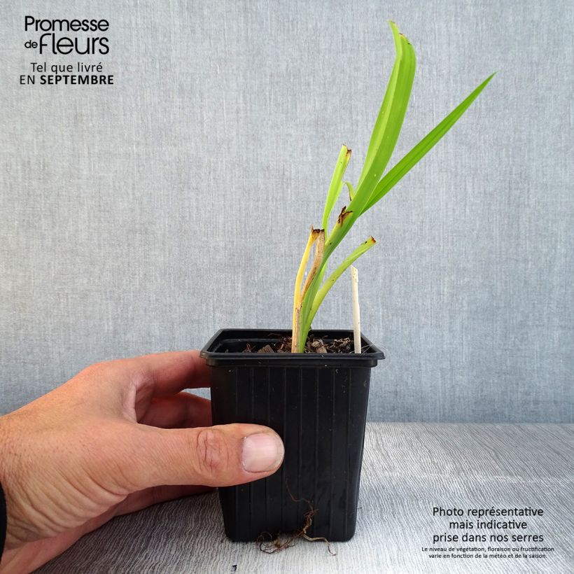 Exemplar von Hemerocallis Burning Daylight - Taglilie Kleine Töpfe von 8/9 cm wie im Herbst geliefert