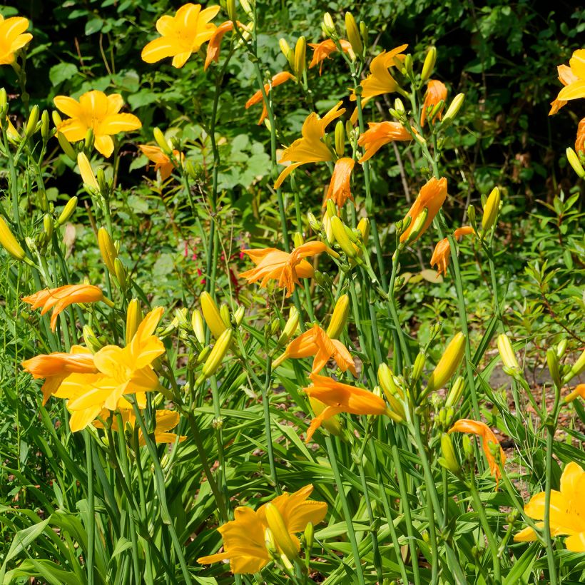 Hemerocallis Cartwheels - Taglilie (Hafen)