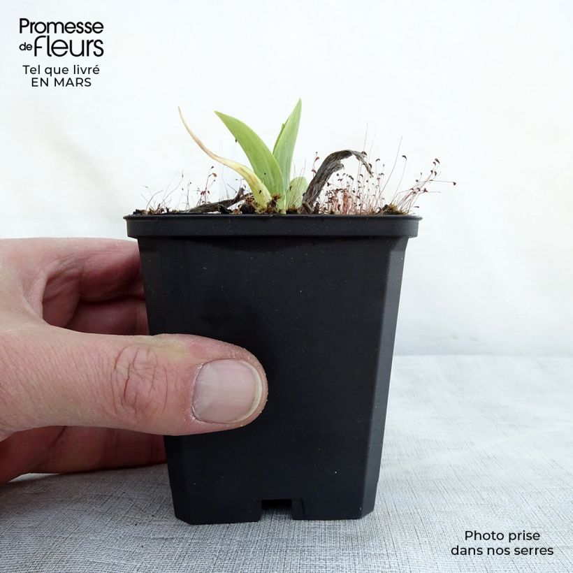 Exemplar von Hemerocallis Chicago Sunrise - Taglilie Kleine Töpfe von 8/9 cm wie im Frühjahr geliefert