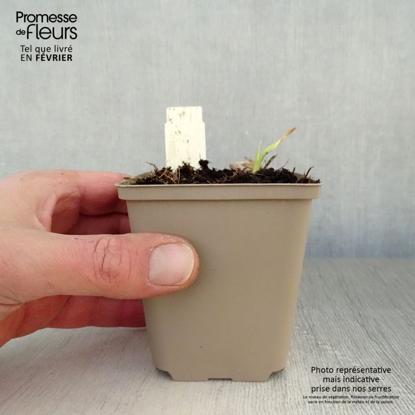 Exemplar von Hemerocallis Chicago Sunrise - Taglilie Kleine Töpfe von 8/9 cm wie im Winter geliefert