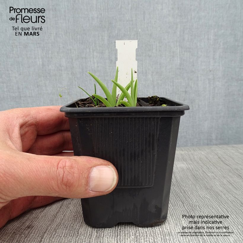 Exemplar von Hemerocallis Children s Festival - Taglilie Kleine Töpfe von 8/9 cm wie im Winter geliefert