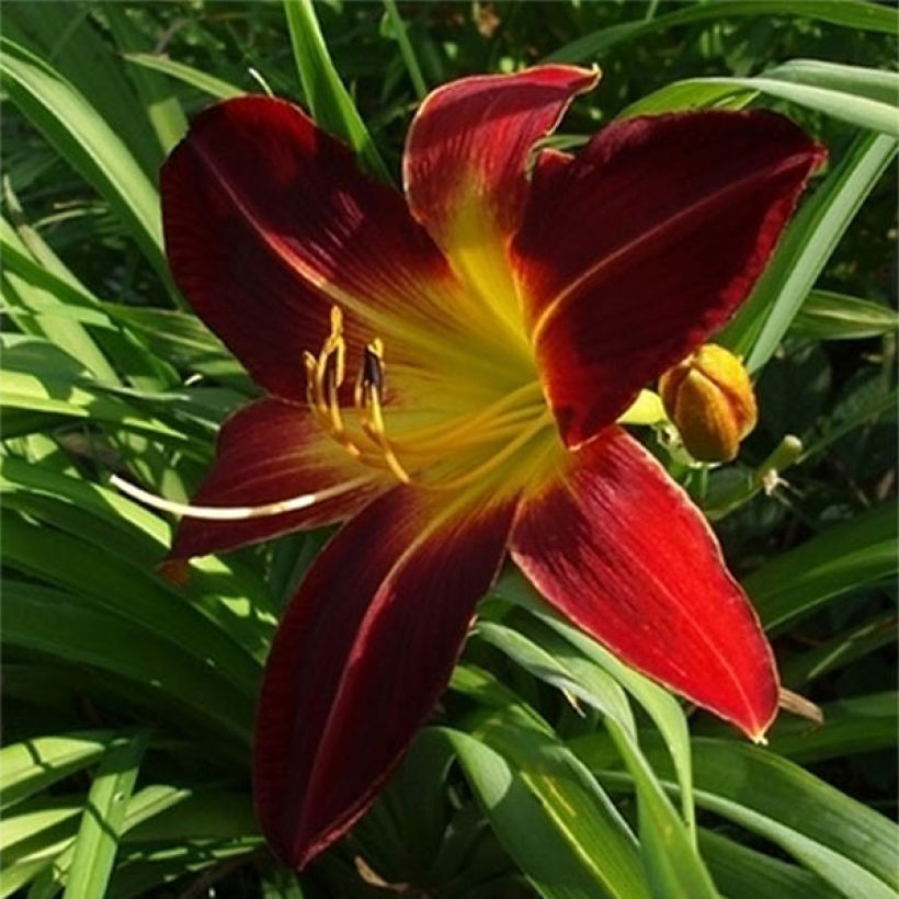 Hemerocallis Chipper Cherry - Taglilie (Blüte)