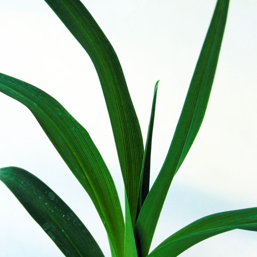 Hemerocallis Chocolate Candy - Taglilie (Laub)