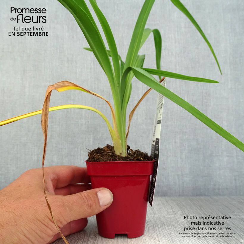 Exemplar von Hemerocallis Chosen Love - Taglilie Kleine Töpfe von 8/9 cm wie im Herbst geliefert