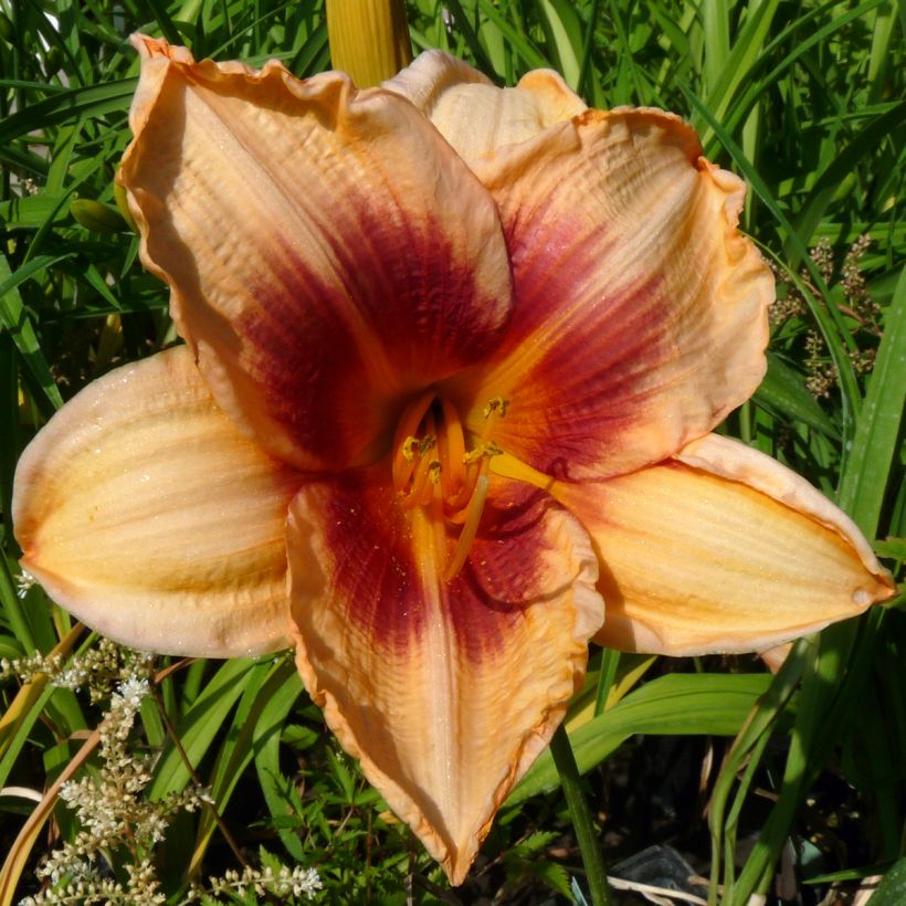 Hemerocallis Constance Eye - Taglilie (Blüte)