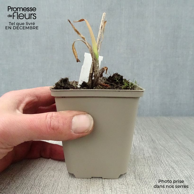 Exemplar von Hemerocallis Crimson Pirate - Taglilie Kleine Töpfe von 8/9 cm wie im Winter geliefert