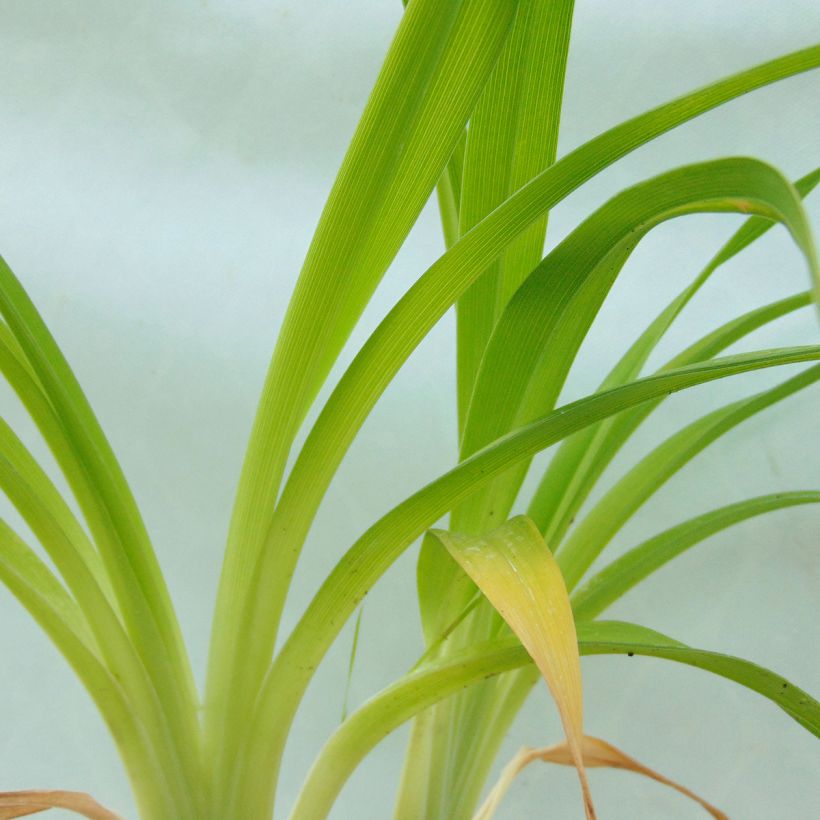 Hemerocallis Custard Candy - Taglilie (Laub)
