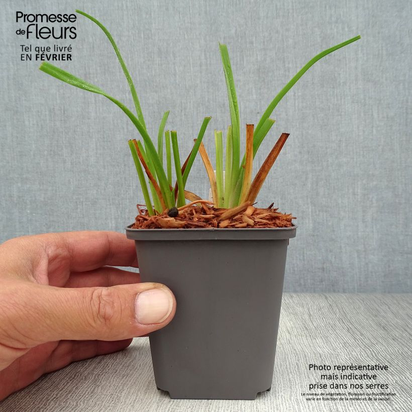 Exemplar von Hemerocallis Custard Candy - Taglilie Kleine Töpfe von 8/9 cm wie im Herbst geliefert