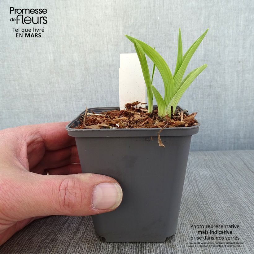 Exemplar von Hemerocallis Custard Candy - Taglilie Kleine Töpfe von 8/9 cm wie im Winter geliefert