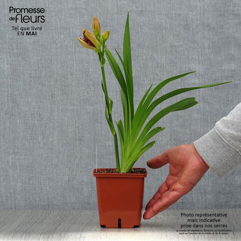 Exemplar von Hemerocallis Daring Deception - Taglilie Topf mit 1L/1,5L wie im Frühjahr geliefert