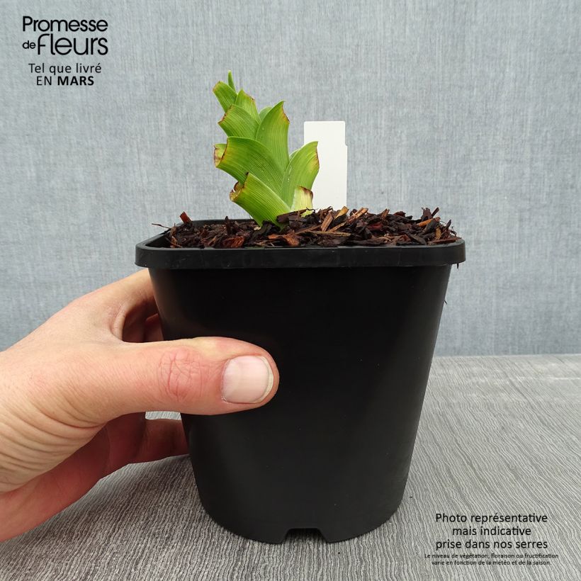 Exemplar von Hemerocallis Destined to See - Taglilie Topf mit 1L/1,5L wie im Winter geliefert