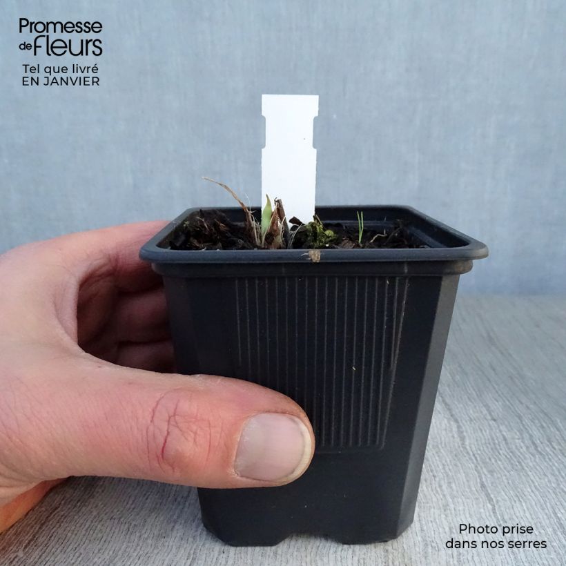 Exemplar von Hemerocallis Double River Wye - Taglilie Kleine Töpfe von 8/9 cm wie im Winter geliefert