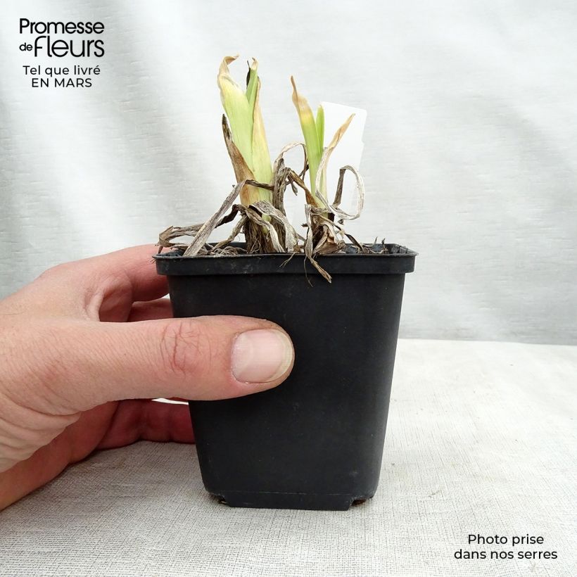 Exemplar von Hemerocallis Dragons Eye - Taglilie Topf mit 1L/1,5L wie im Winter geliefert