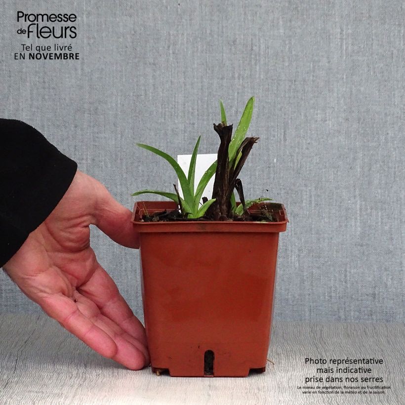 Exemplar von Hemerocallis Dragons Eye - Taglilie Topf mit 1L/1,5L wie im Herbst geliefert