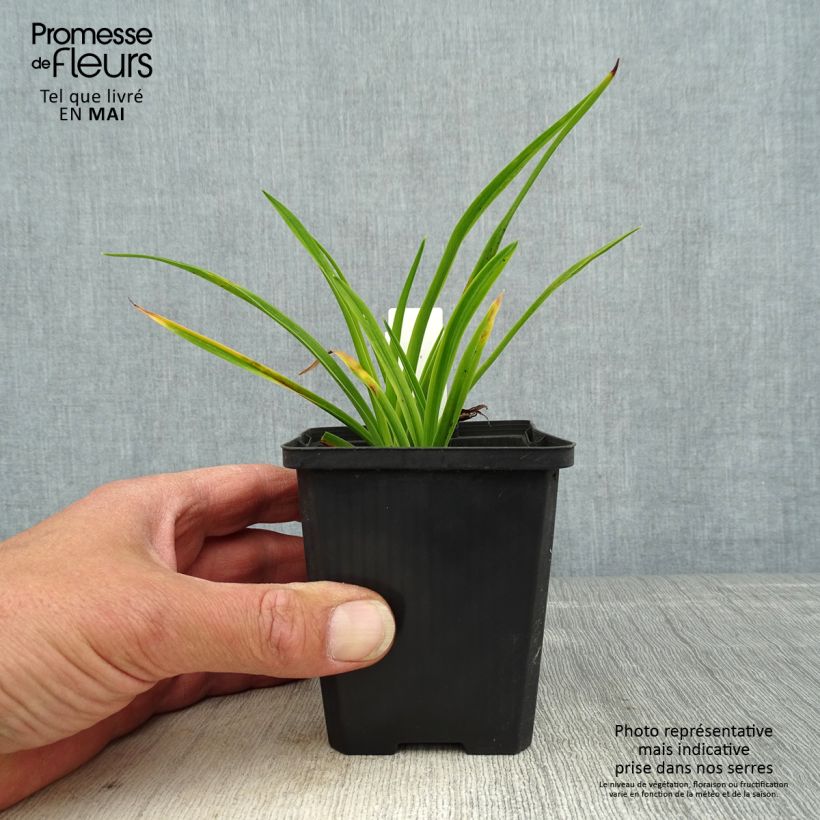 Exemplar von Hemerocallis Ed Murray - Taglilie Kleine Töpfe von 8/9 cm wie im Frühjahr geliefert