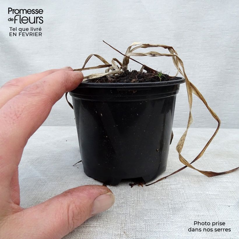 Exemplar von Hemerocallis El Desperado - Taglilie Kleine Töpfe von 8/9 cm wie im Winter geliefert