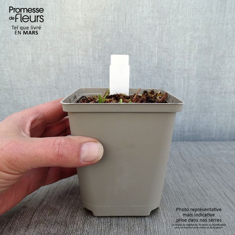 Exemplar von Hemerocallis Everydaylily Cerise - Taglilie Kleine Töpfe von 8/9 cm wie im Winter geliefert