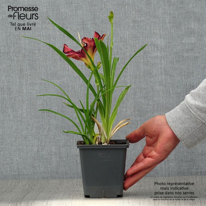 Exemplar von Hemerocallis Exotic Treasure - Taglilie Topf mit 1L/1,5L wie im Frühjahr geliefert