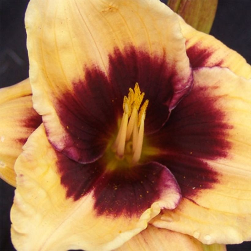 Hemerocallis Eye of Newt - Taglilie (Blüte)