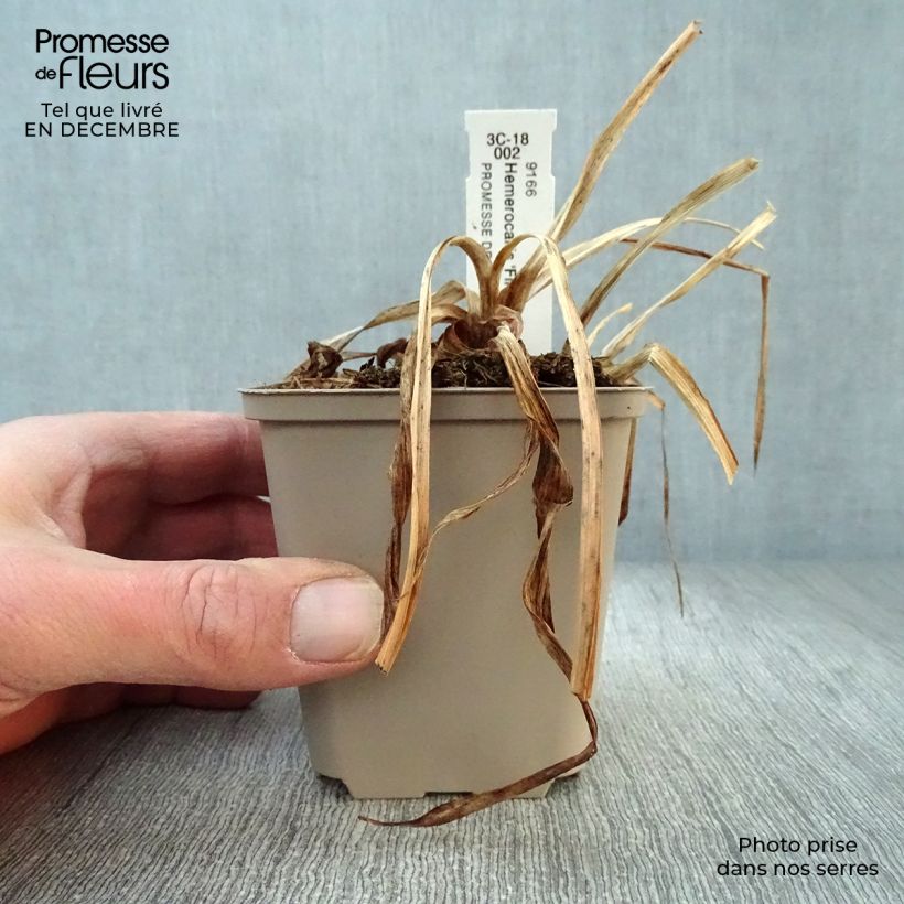 Exemplar von Hemerocallis Final Touch - Taglilie Kleine Töpfe von 8/9 cm wie im Winter geliefert