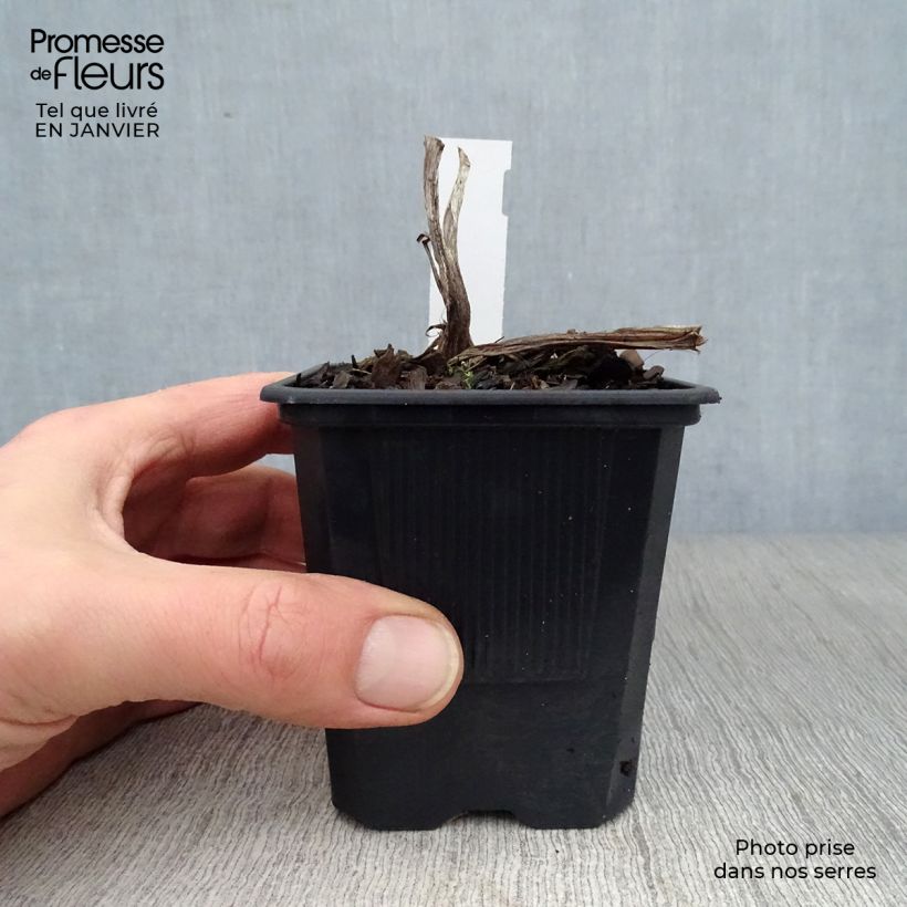 Exemplar von Hemerocallis Frans Hals - Taglilie Kleine Töpfe von 8/9 cm wie im Winter geliefert