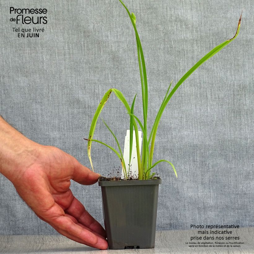 Exemplar von Hemerocallis Frans Hals - Taglilie Kleine Töpfe von 8/9 cm wie im Sommer geliefert