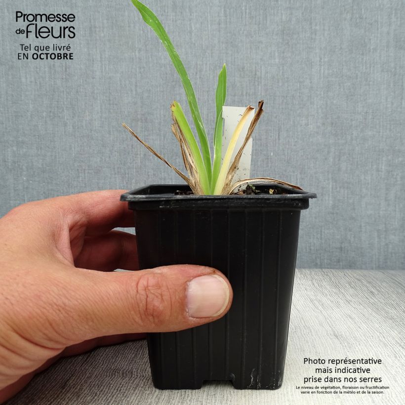 Exemplar von Hemerocallis George Cunningham - Taglilie Kleine Töpfe von 8/9 cm wie im Herbst geliefert