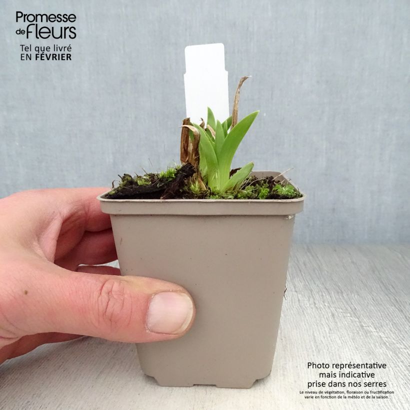 Exemplar von Hemerocallis Green Flutter - Taglilie Kleine Töpfe von 8/9 cm wie im Winter geliefert