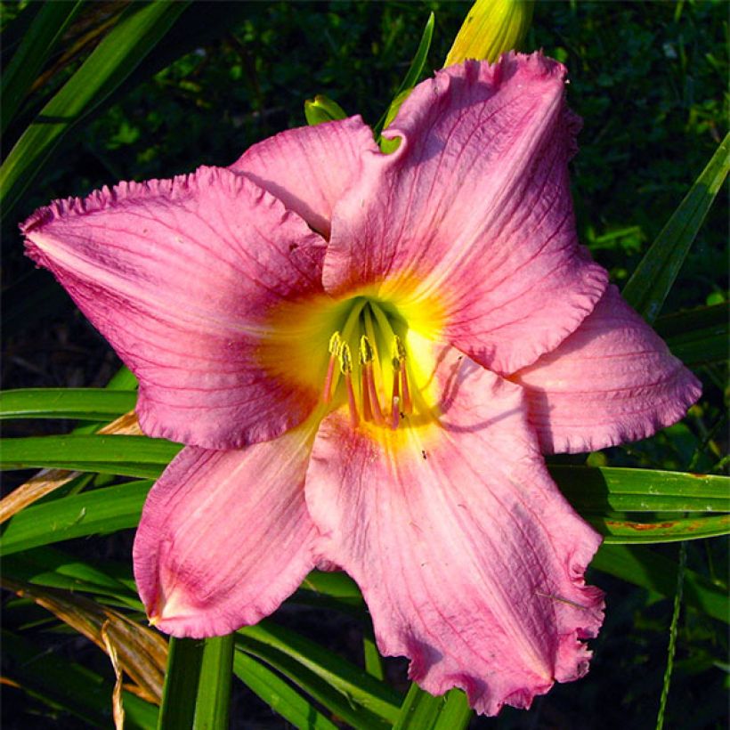 Hemerocallis Hundredth Anniversary - Taglilie (Blüte)
