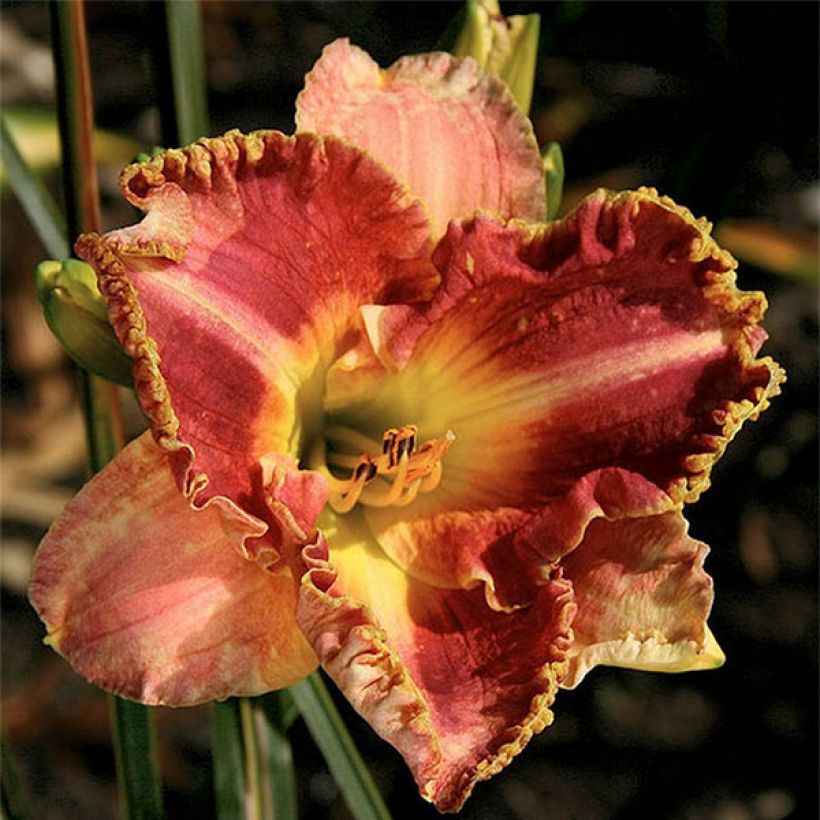 Hemerocallis Ida s Magic - Taglilie (Blüte)