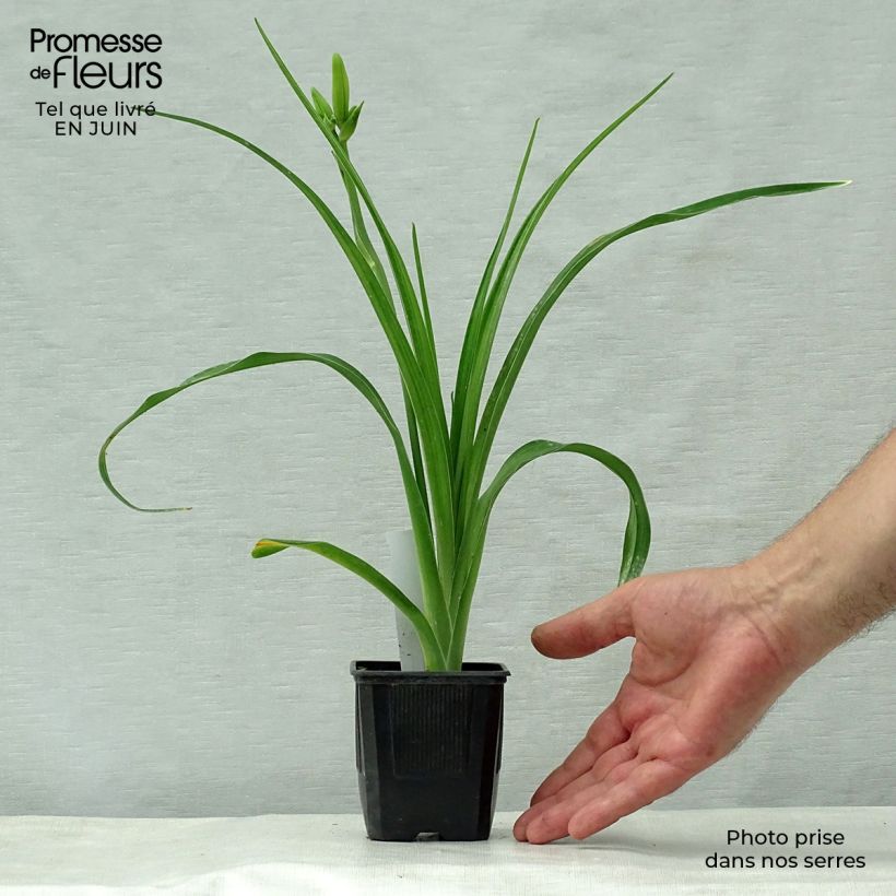 Exemplar von Hemerocallis Iron Gate Glacier - Taglilie Kleine Töpfe von 8/9 cm wie im Sommer geliefert