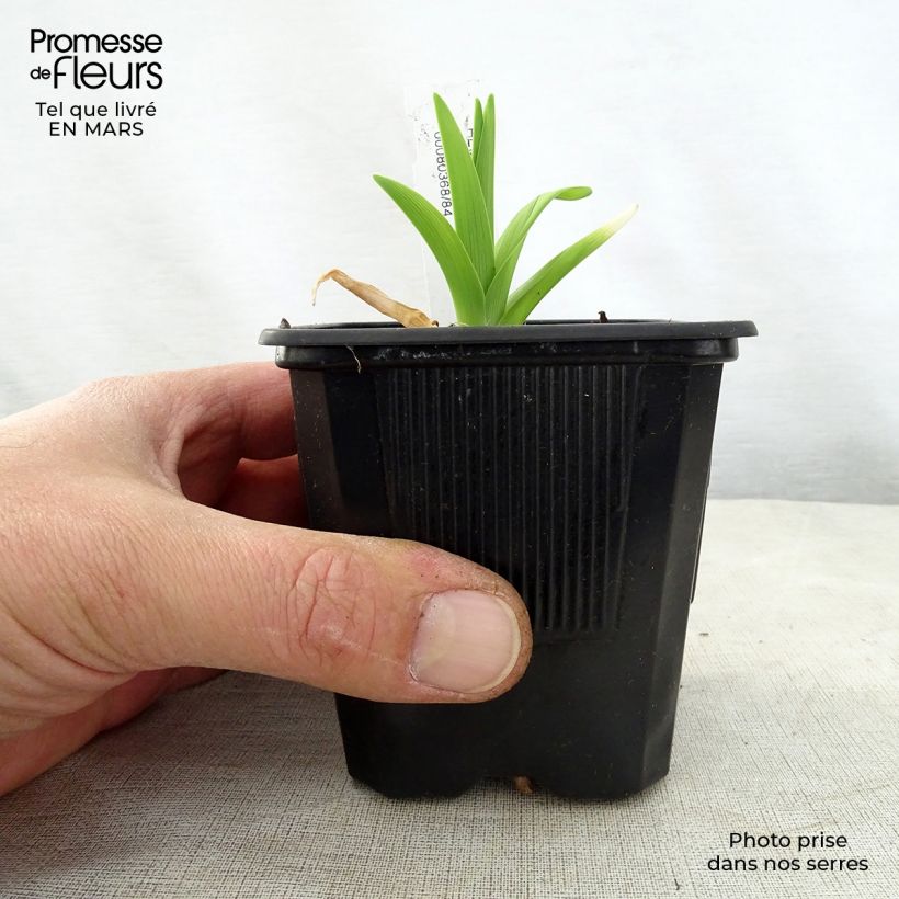 Exemplar von Hemerocallis Iron Gate Glacier - Taglilie Kleine Töpfe von 8/9 cm wie im Frühjahr geliefert