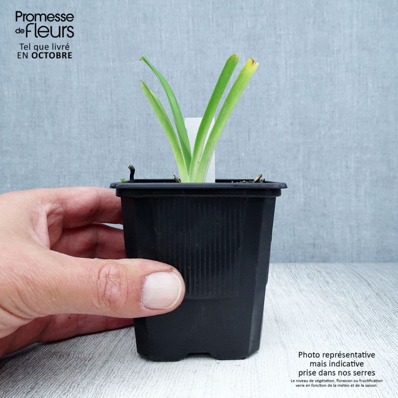 Exemplar von Hemerocallis Iron Gate Glacier - Taglilie Kleine Töpfe von 8/9 cm wie im Herbst geliefert
