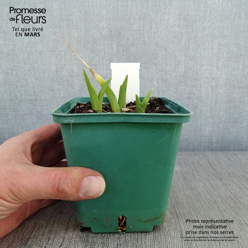 Exemplar von Hemerocallis Janice Brown - Taglilie Topf mit 1L/1,5L wie im Winter geliefert