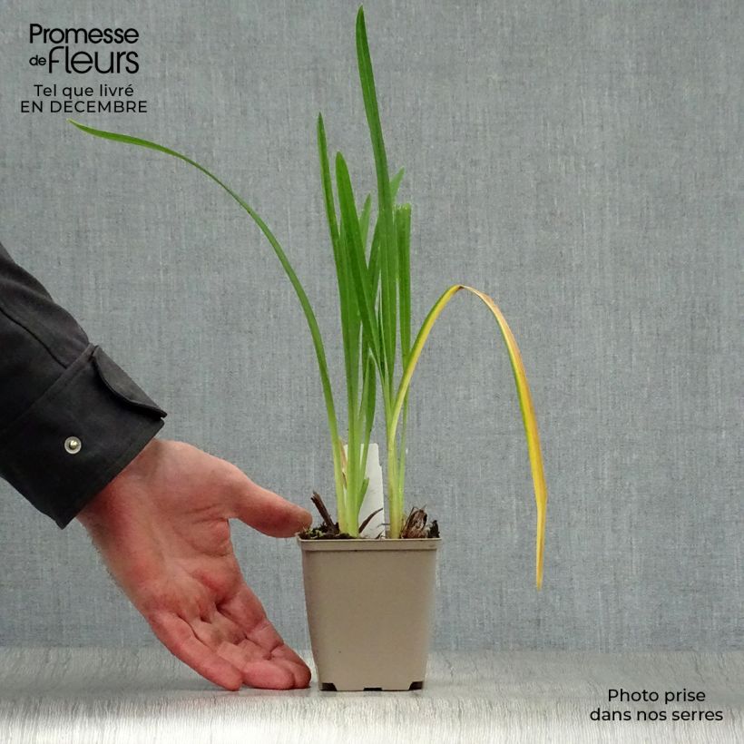 Exemplar von Hemerocallis Joan Senior - Taglilie Kleine Töpfe von 8/9 cm wie im Winter geliefert