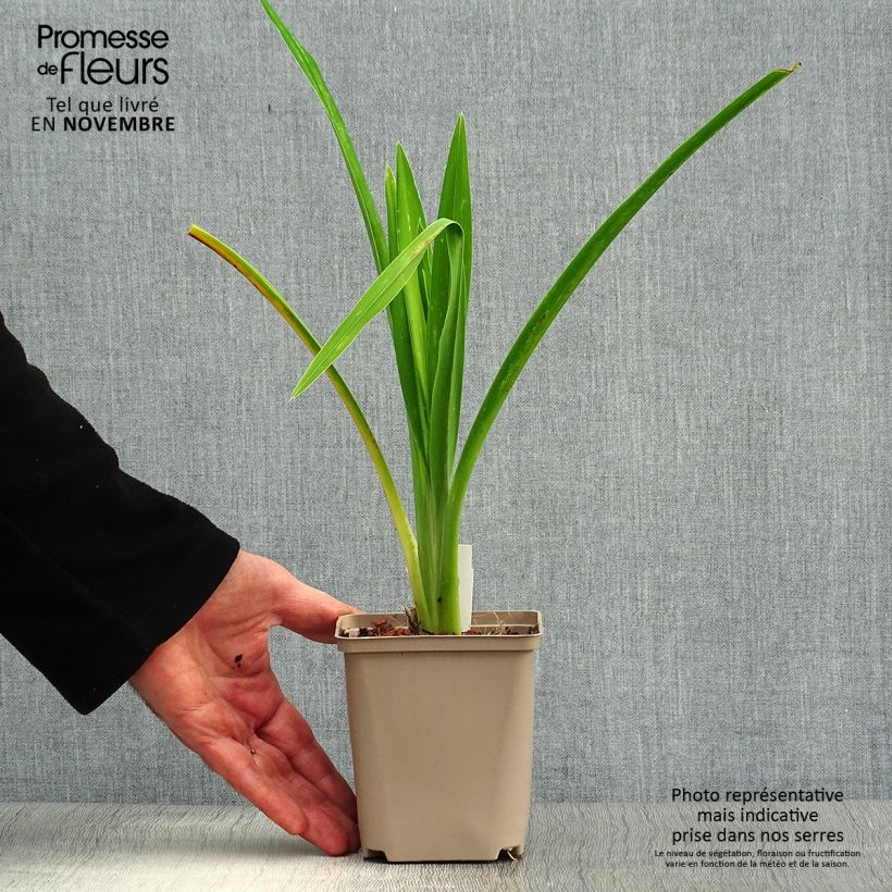 Exemplar von Hemerocallis Joan Senior - Taglilie Kleine Töpfe von 8/9 cm wie im Herbst geliefert