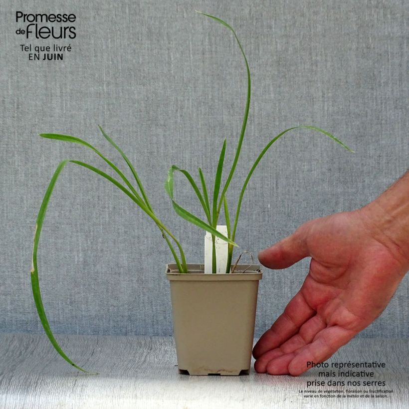 Exemplar von Hemerocallis Joan Senior - Taglilie Kleine Töpfe von 8/9 cm wie im Sommer geliefert