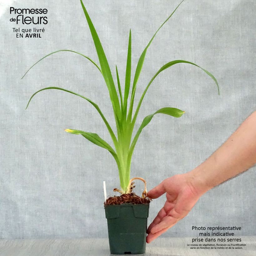 Exemplar von Hemerocallis Jolly Hearts - Taglilie Kleine Töpfe von 8/9 cm wie im Frühjahr geliefert