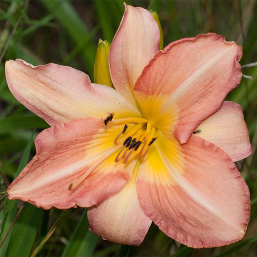 Hemerocallis Joyful Occasion - Taglilie (Blüte)
