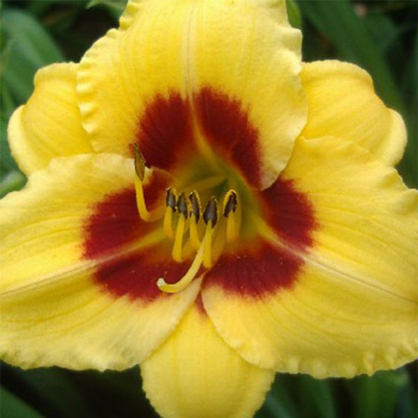 Hemerocallis Little Cadet - Taglilie (Blüte)