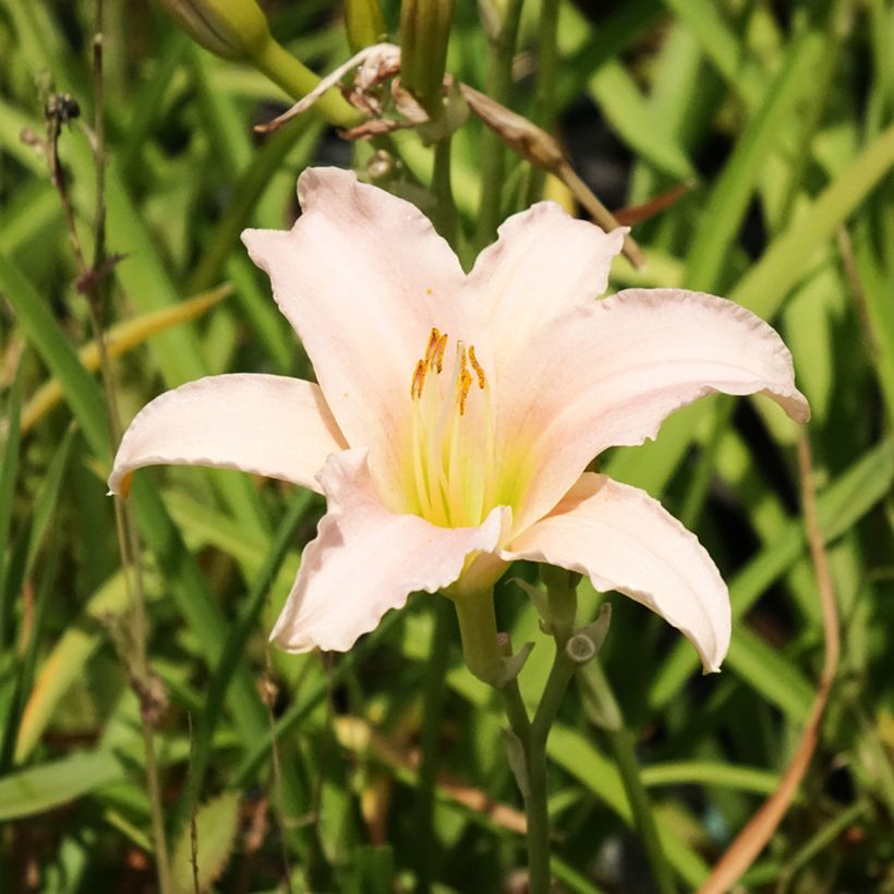 Hemerocallis Luxury Lace - Taglilie (Blüte)