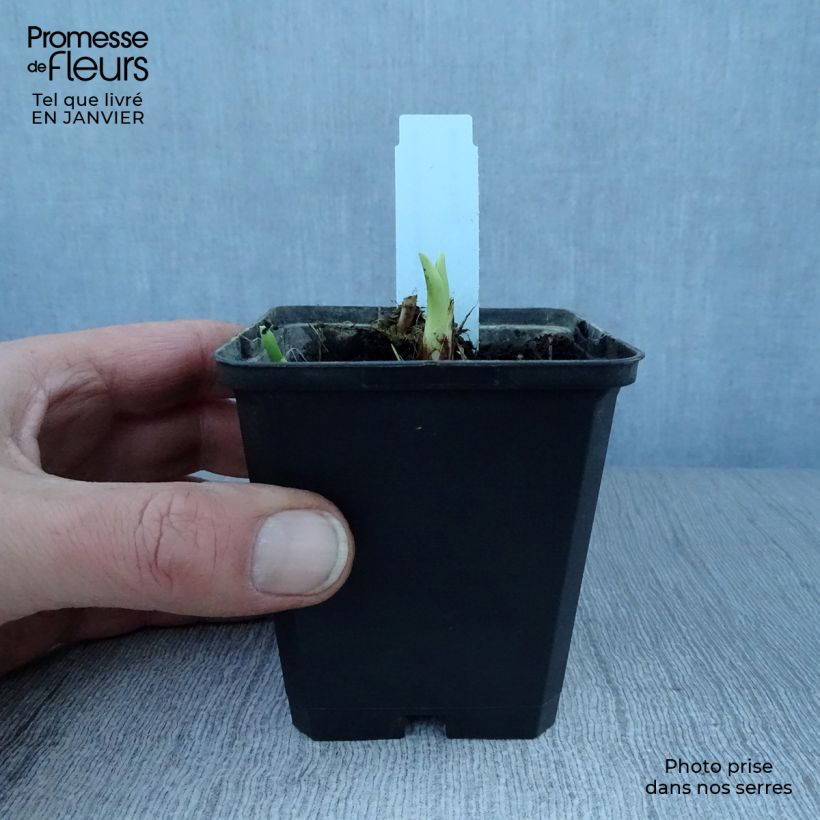 Exemplar von Hemerocallis Margaret Perry - Taglilie Kleine Töpfe von 8/9 cm wie im Winter geliefert