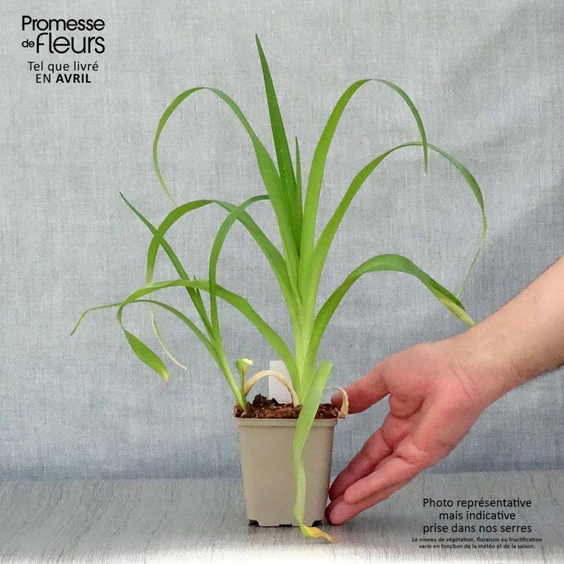 Exemplar von Hemerocallis Margaret Perry - Taglilie Kleine Töpfe von 8/9 cm wie im Frühjahr geliefert