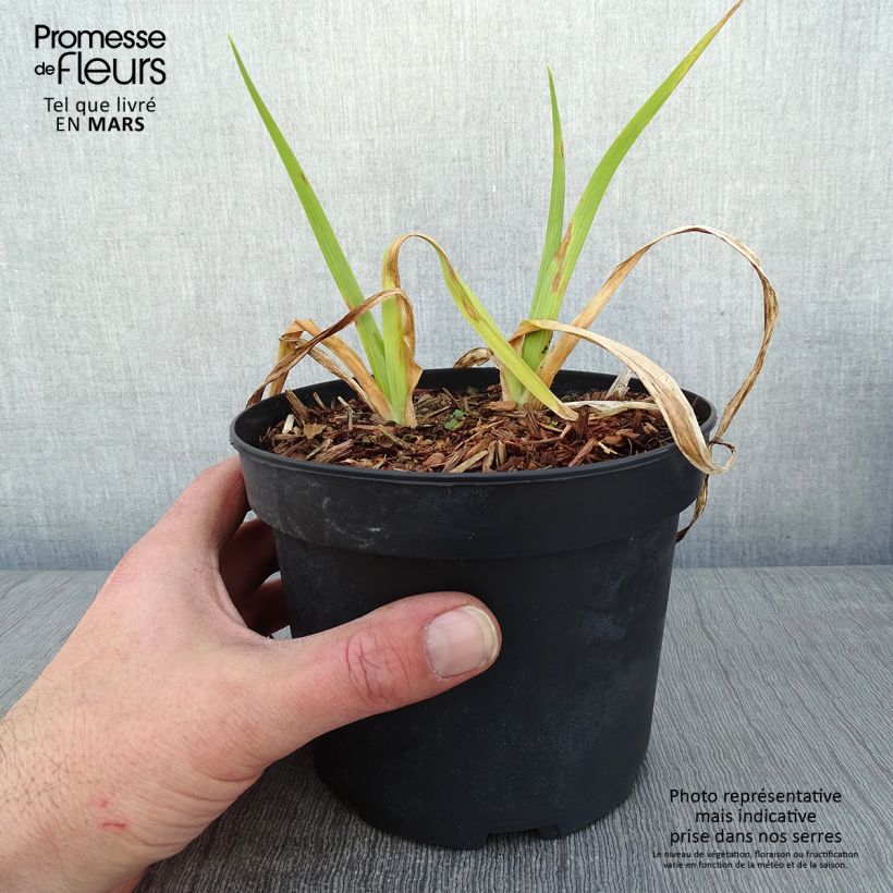 Exemplar von Hemerocallis Mildred Mitchell - Taglilie Topf mit 2L/3L wie im Winter geliefert