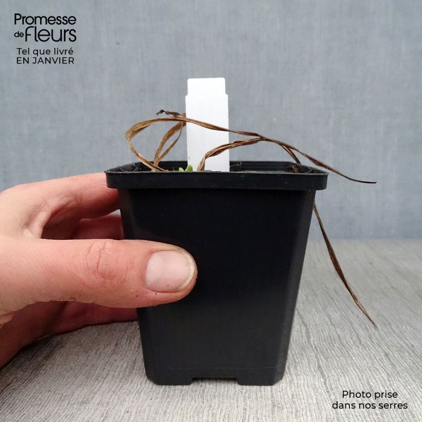 Exemplar von Hemerocallis Mini Pearl - Taglilie Kleine Töpfe von 8/9 cm wie im Winter geliefert