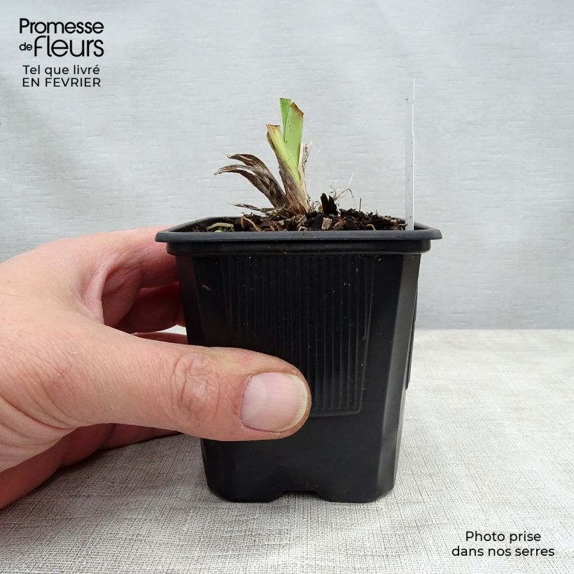 Exemplar von Hemerocallis Moonlight Masquerade - Taglilie Kleine Töpfe von 8/9 cm wie im Winter geliefert