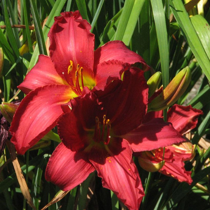 Hemerocallis New Note - Taglilie (Blüte)